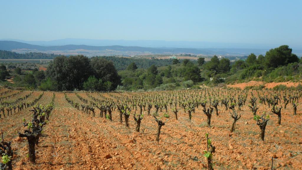 Finca Casa Nueva Requena Dış mekan fotoğraf